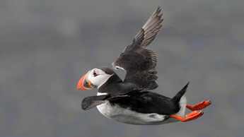 Island Papageitaucher